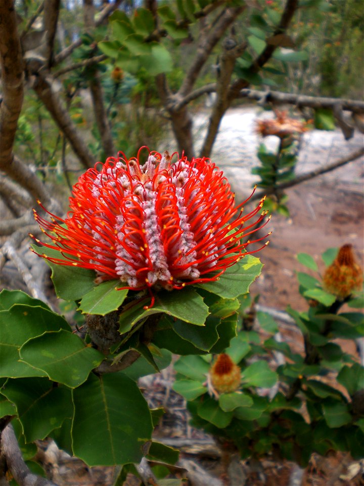 The plant species Banksia coccinea, an occurence near Frenchman Bay Road, Little Grove, Albany.