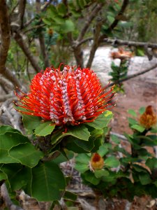 The plant species Banksia coccinea, an occurence near Frenchman Bay Road, Little Grove, Albany. photo