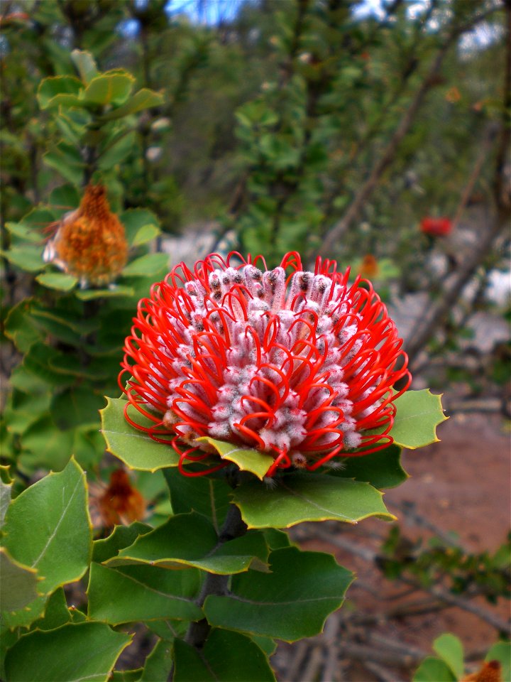 The plant species Banksia coccinea, an occurrence near Frenchman Bay Road, Little Grove, Albany.