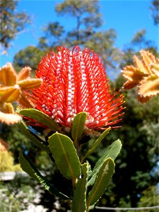 Banksia coccinea flower spike from Perth, Austraulia photo