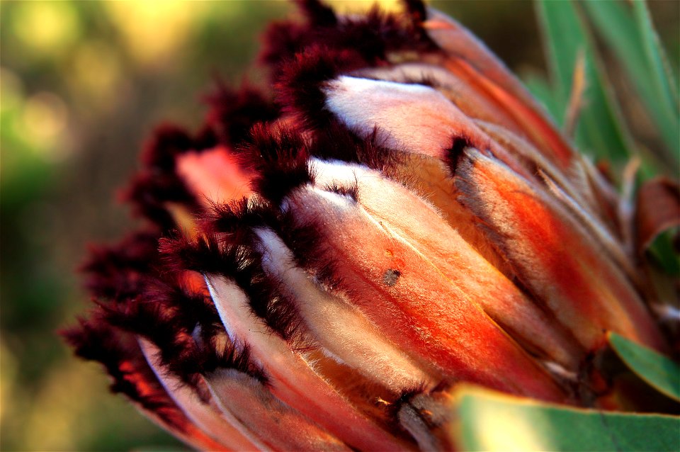 Protea neriifolia, fotografiert in Südafrika
