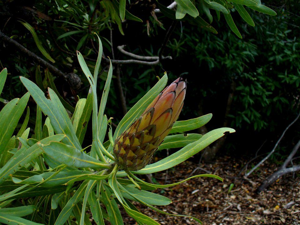 Protea_neriifolia_bud.