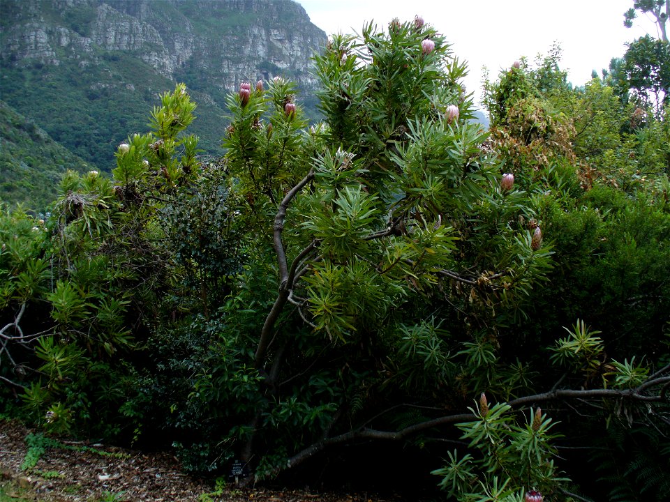 Protea_neriifolia