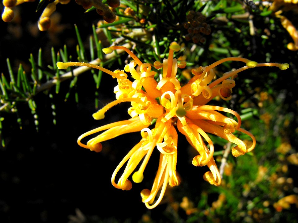 Grevillea juniperina 'Molonglo' at the Water Conservation Garden at Cuyamaca College, El Cajon, California, USA. Identified by sign.