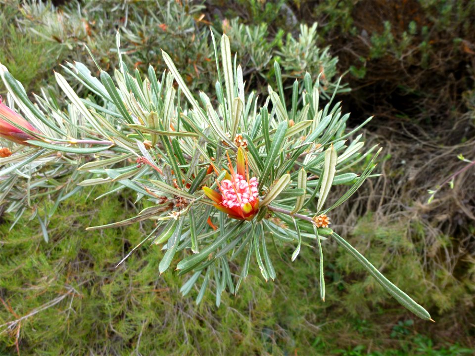 lambertia formosa, seen in the Blue Mountains (Australia), few km west of Katoomba