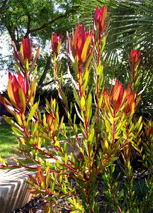 Leucadendron salignum × laureolum 'Rising Sun' — a Leucadendron hybrid. In The Water Conservation Garden At Cuyamaca College, located in El Cajon, southern California. photo