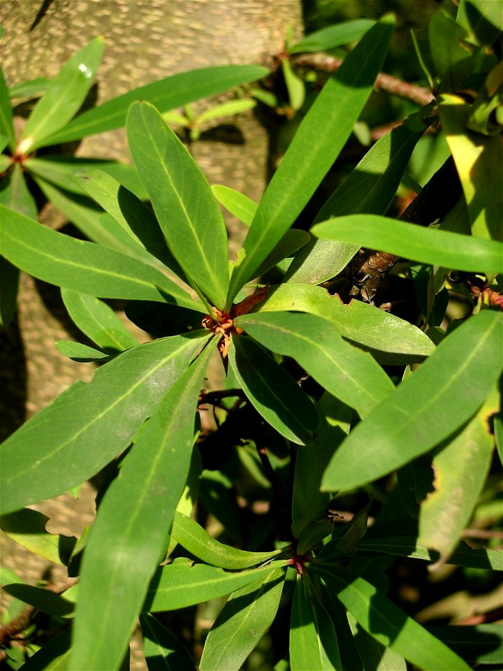 Leaves of Embothrium coccineum