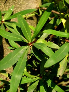Leaves of Embothrium coccineum