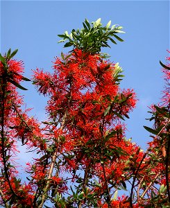Embothrium tree in flower