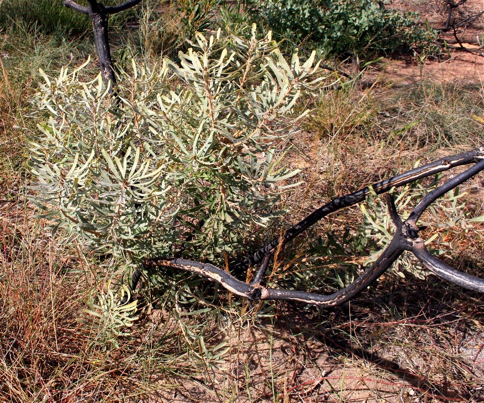 Banksia attenuata resprouting after fire, Burma Road, WA
April 2006

photo Cas Liber