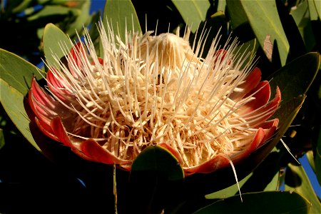 Protea caffra Meisn., flowerhead, Krantzberg near Thabazimbi, South Africa