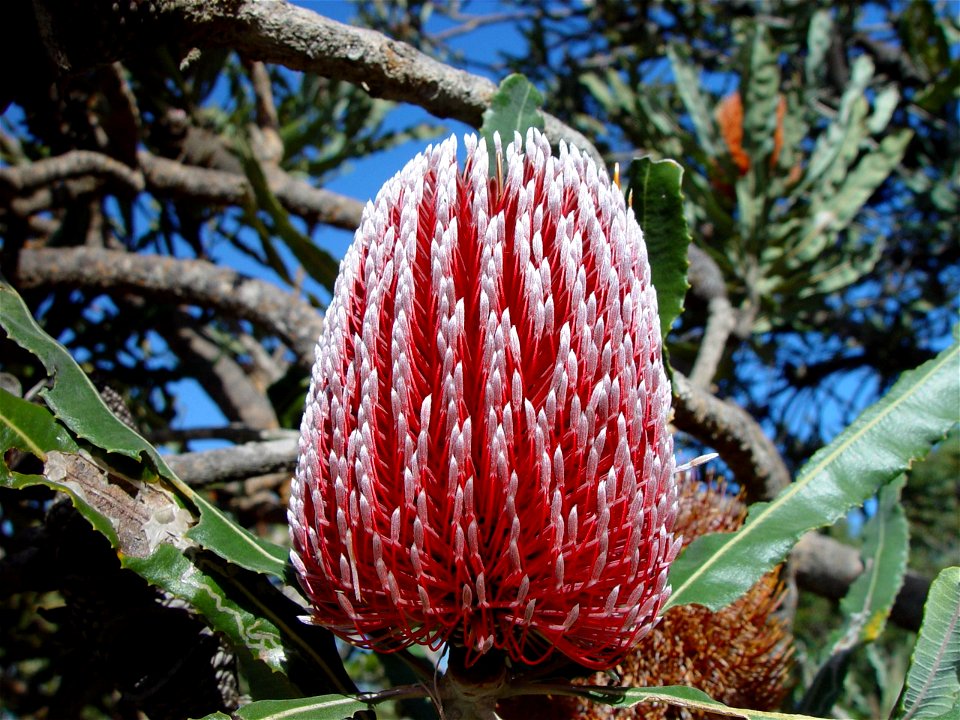 Image title: Banksia flower red, actually Banksia menziesii in bud.
Image from Public domain images website, http://www.public-domain-image.com/full-image/flora-plants-public-domain-images-pictures/fl