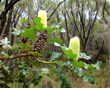 An example of the plant species Banksia grandis near Torndirrup National Park.