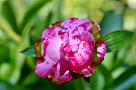 Pentecost blossom bloom