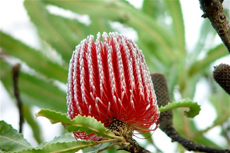 Image title: Banksia menziesii in bud Image from Public domain images website, http://www.public-domain-image.com/full-image/flora-plants-public-domain-images-pictures/flowers-public-domain-images-pic photo
