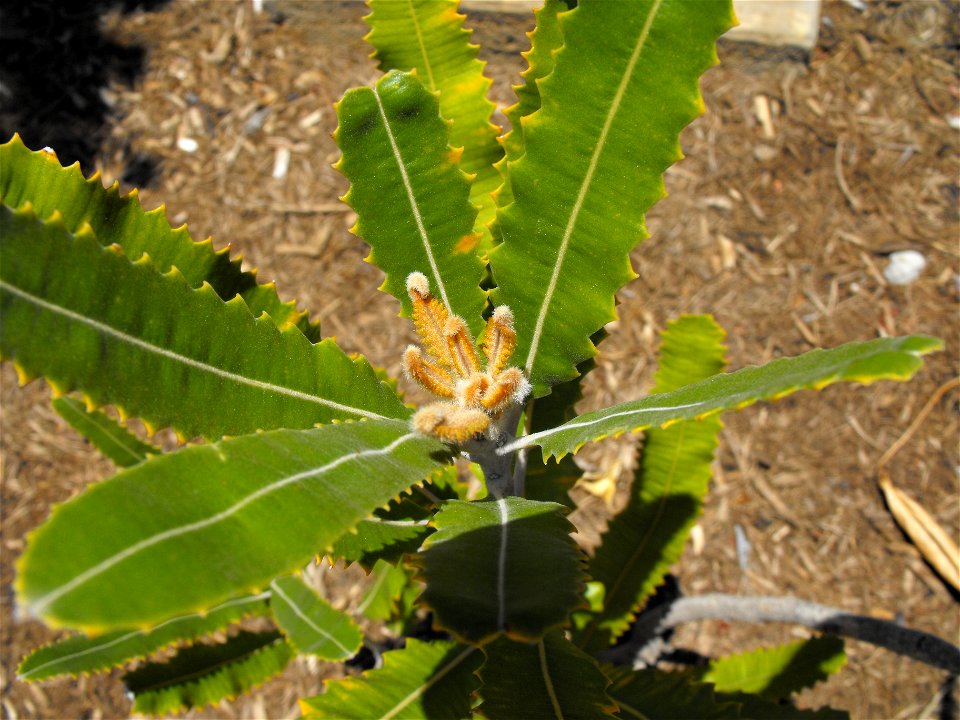 Banksia menziesii at the Water Conservation Garden at Cuyamaca College in El Cajon, California, USA.