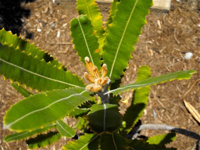 Banksia menziesii at the Water Conservation Garden at Cuyamaca College in El Cajon, California, USA. photo