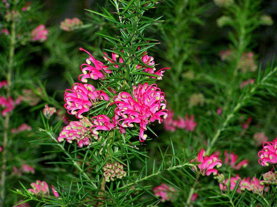 Grevillea rosmarinifolia, Rosmarinblättrige Grevillea,Australien