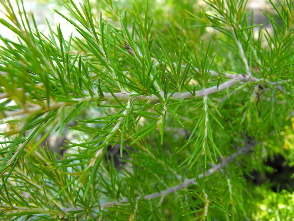 Grevillea rosmarinifolia at the Water Conservation Garden at Cuyamaca College in El Cajon, California, USA.