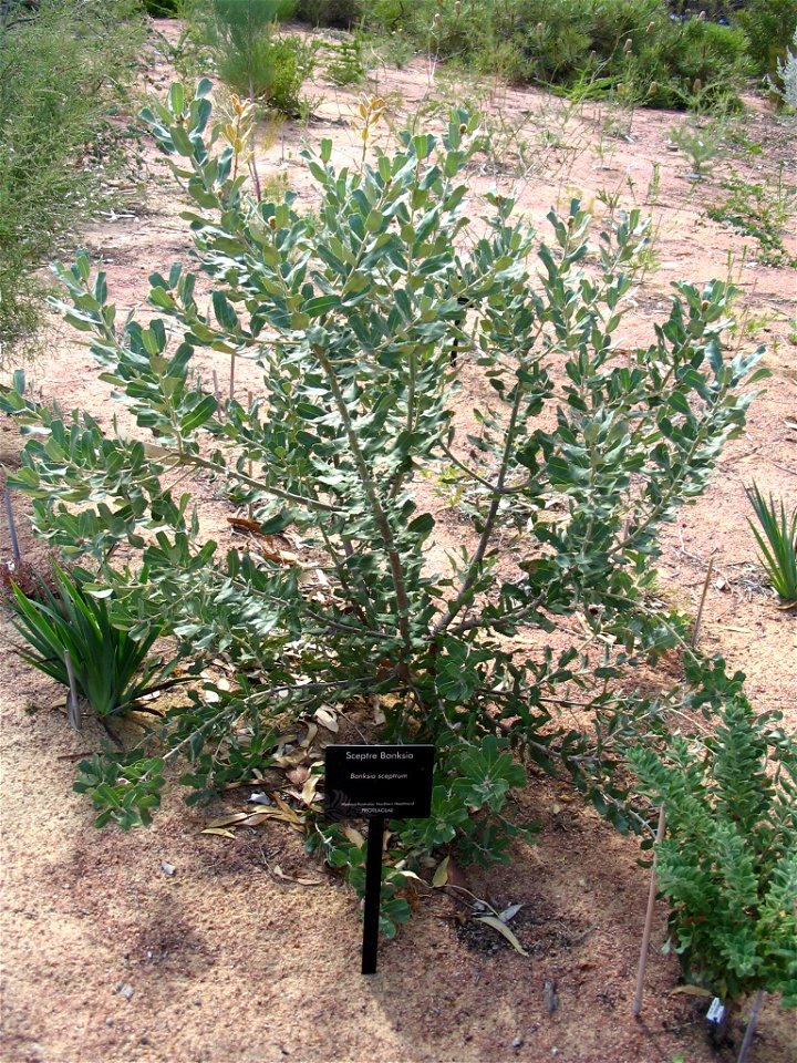 Banksia sceptrum plant in Kings Park, Perth, Australia.