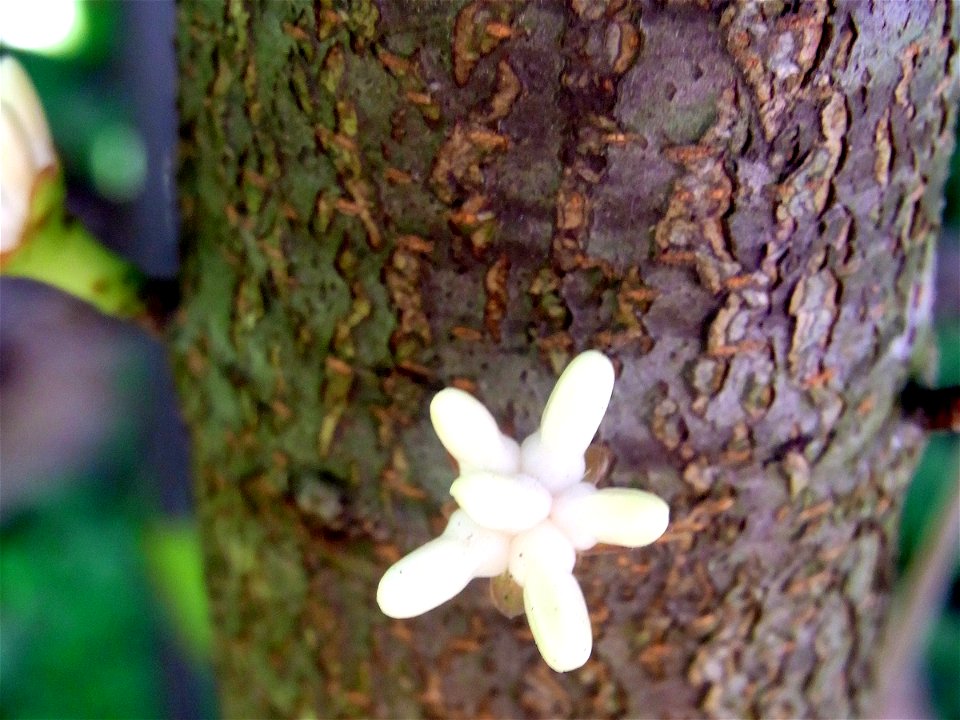 Eidothea hardeniana flower growing from stem. RBG Sydney