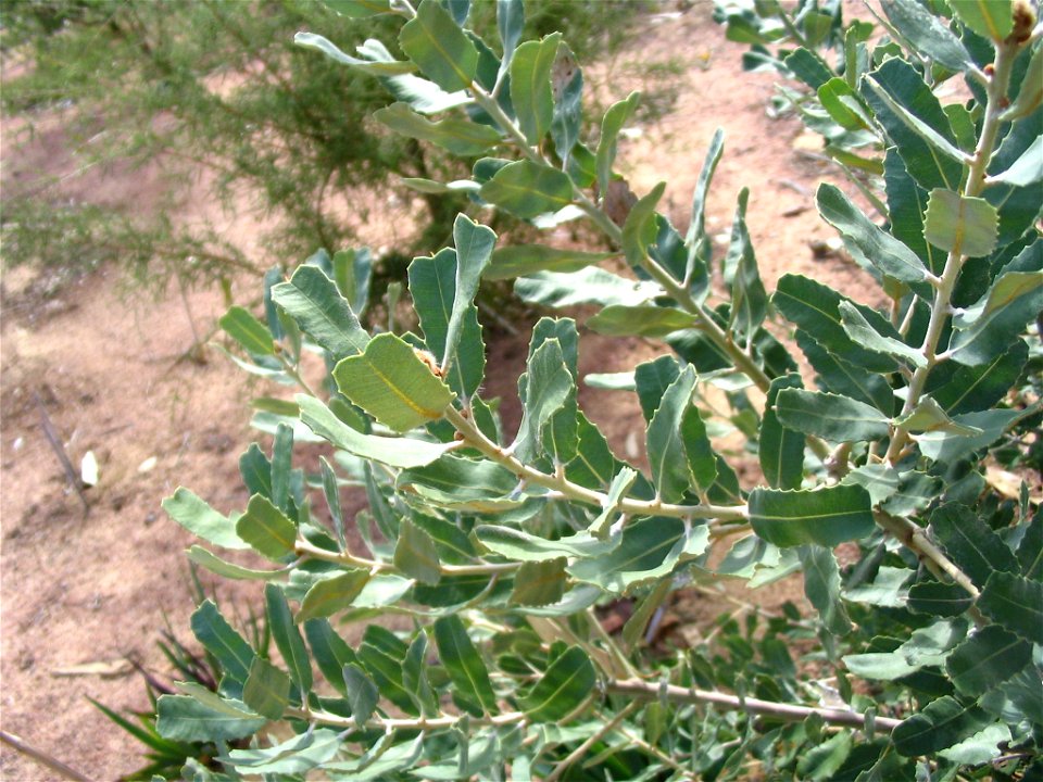 Closeup of leaves of Banksia sceptrum plant in Kings Park, Perth, Australia.