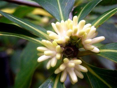 Eidothea hardeniana, flower buds. Royal Botanic Gardens, Sydney photo