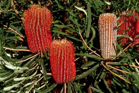 Banksia brownii, shrubby form Banksia Farm Photo: Cas Liber photo