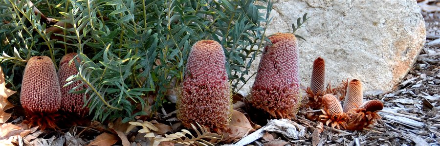 Image of a Banksia blechnifolia,  photographed in a private native garden, the location is a near coastal suburb of Perth, Western Australia. The image has been cropped to landscape panorama, probably