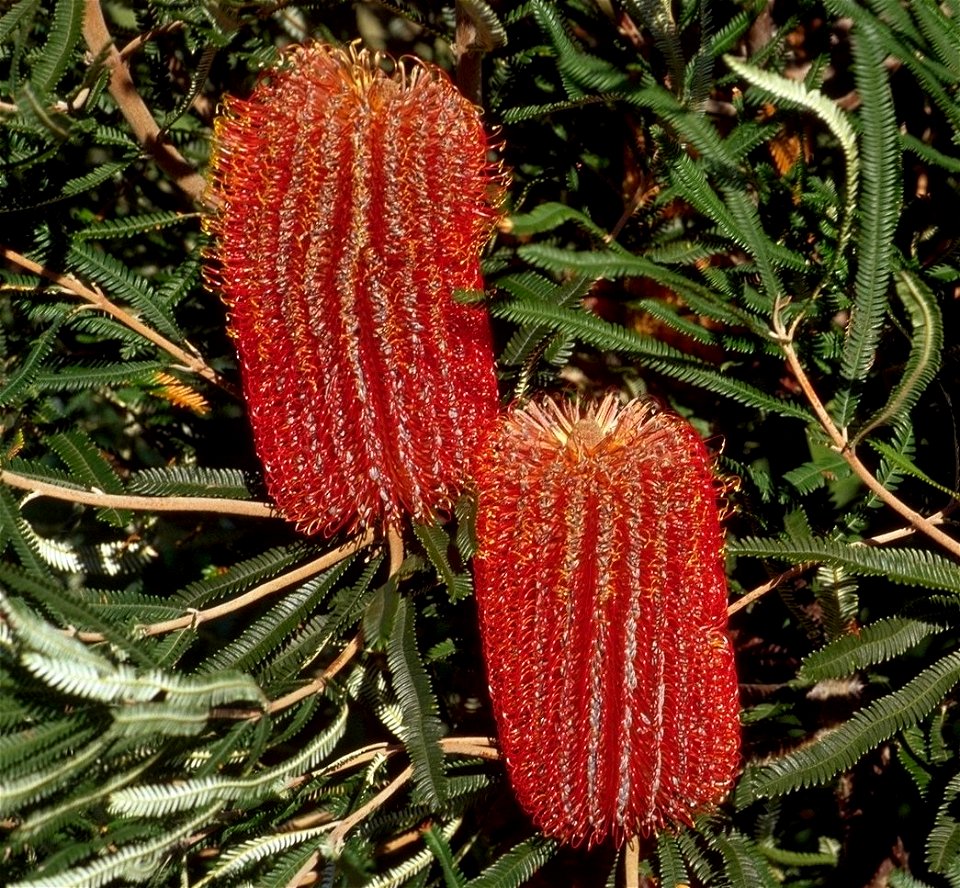 This is a photograph of the shrubby form of Banksia brownii. It was taken at the Banksia Farm in Mount Barker, Western Australia.