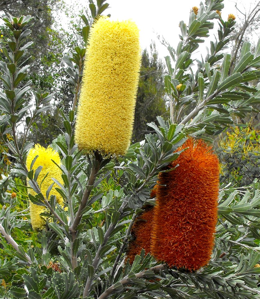 Banksia solandri at Quail Botanical Gardens in Encinitas, California, USA. Identified by sign. (note - sign is wrong, this is definitely Banksia praemorsa Casliber (talk) 22:43, 22 June 2013 (UTC))