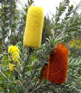 Banksia solandri at Quail Botanical Gardens in Encinitas, California, USA. Identified by sign. (note - sign is wrong, this is definitely Banksia praemorsa Casliber (talk) 22:43, 22 June 2013 (UTC))