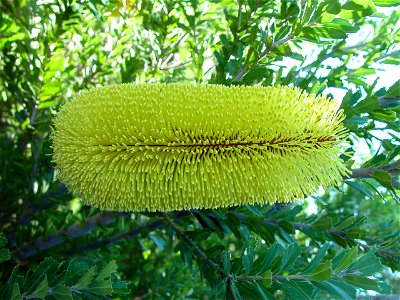 Image title: Yellow flowered form of Banksia praemorsa Image from Public domain images website, http://www.public-domain-image.com/full-image/flora-plants-public-domain-images-pictures/flowers-public- photo