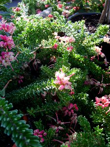 Grevillea lanigera mount tamboritha