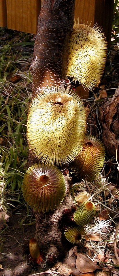Banksia robur blooms, growing on a trunk - my garden in Sydney, NSW

photo - Cas Liber
