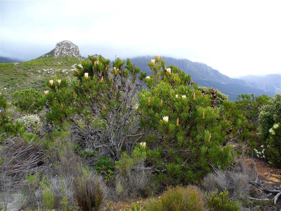 Common protea, Silvermine, Cape Town