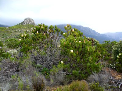 Common protea, Silvermine, Cape Town photo