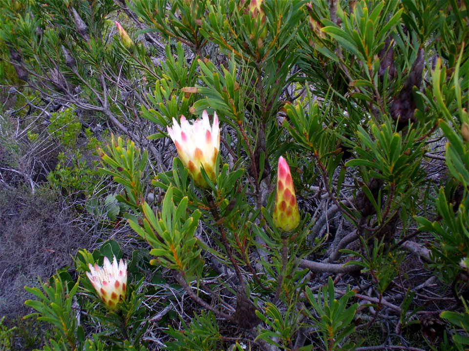 Common protea flowers Silvermine, Cape Town