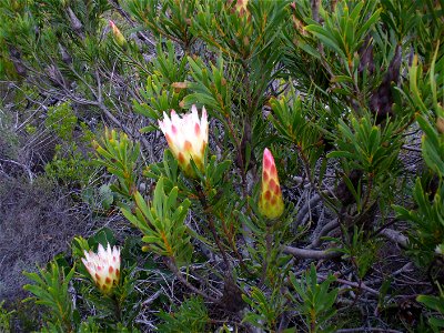 Common protea flowers Silvermine, Cape Town photo
