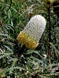 Banksia speciosa photographed in Mt Claremont.