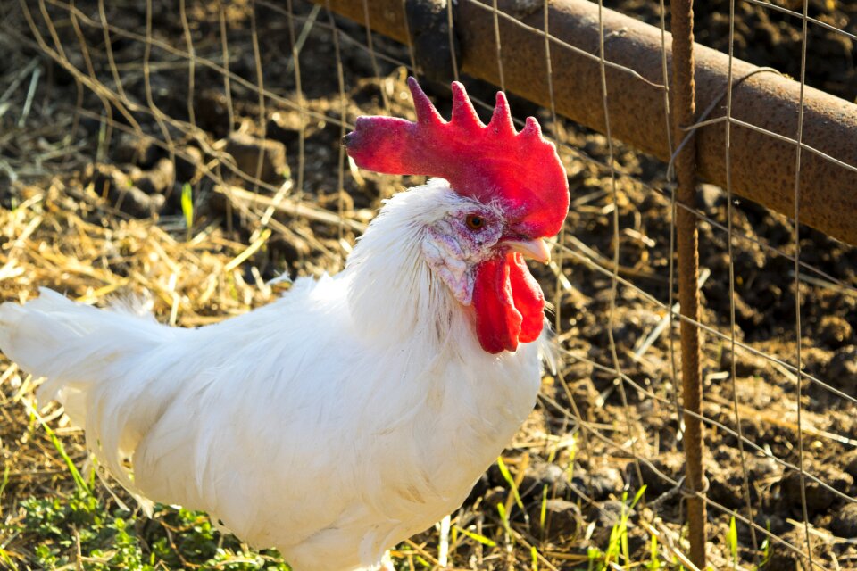Poultry animal livestock