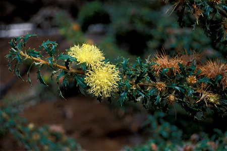 Isopogon formosus photo