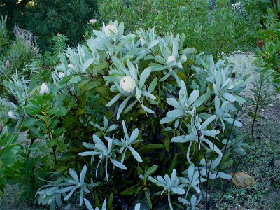 Queen Protea bush. photo