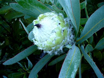 Queen Protea (Link) Caledon Western Cape.