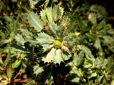 Banksia Sessilis new growth