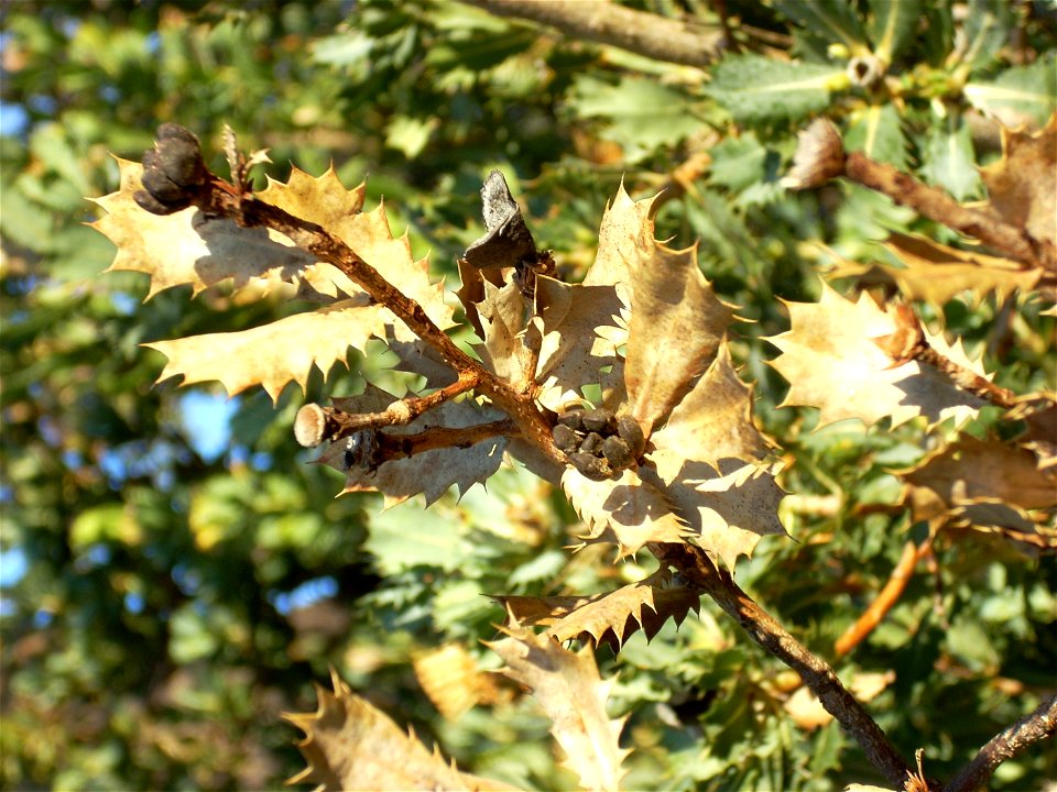 Banksia sessilis branch with seed pods