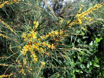 Hakea nodosa growing in Victoria