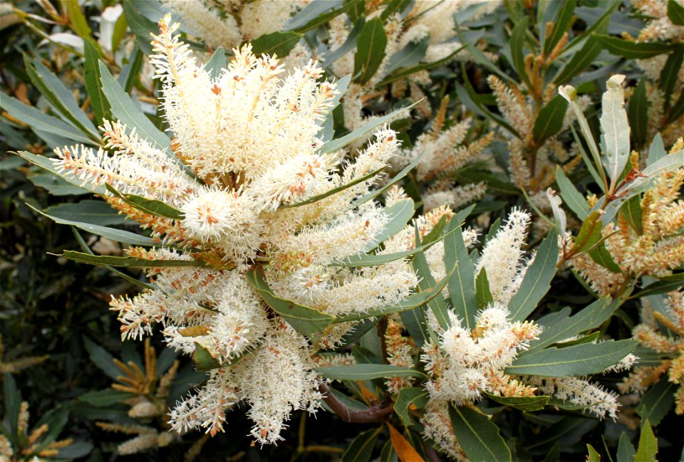 Flowers of Brabejum stellatifolium tree. Cape Town.