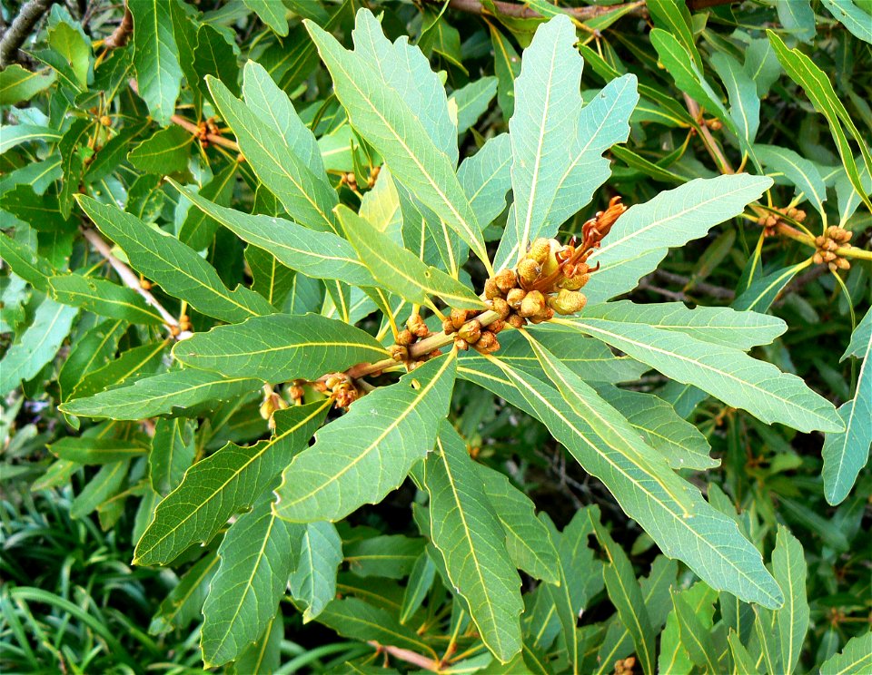 Brabejum stellatifolium - flower buds