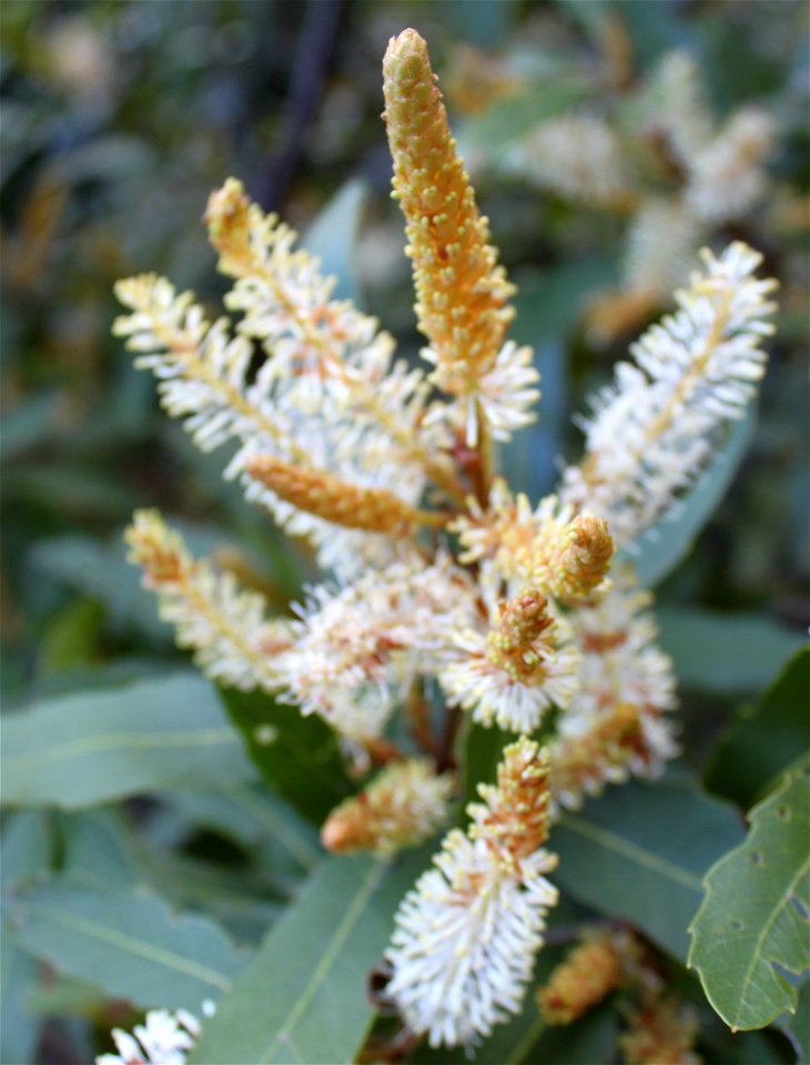 Flowers of Brabejum stellatifolium. Photo taken in Cape Town.